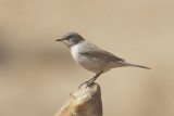 Desert lesser whitethroat