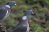 Common woodpigeon