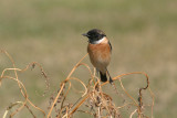 European stonechat