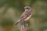 European stonechat