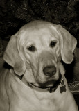 8801a toning copy.jpg