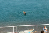 Judy floating in the Dead Sea - arms up in the air - impossible to sink because of the salt concentration.