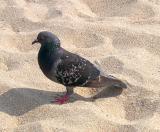 Richards favorite bird, the pigeon - the preference of a city boy :-) (Coney Island, Brooklyn)
