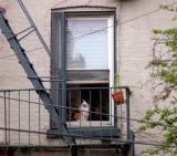 A cat checking it all out, Cobble Hill, Brooklyn
