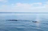 Two fin whales