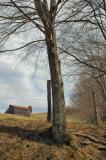 tree w fence and barn