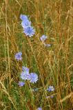 chicory grasses