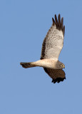 Northern Harrier, Adult Male