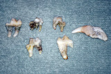 DSC_0086c.JPG