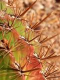 Brown Spikes