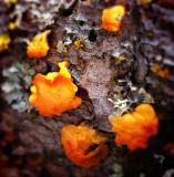 Orange Fungus