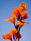 Orange Flowers