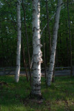 Birch Troika