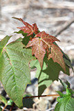 Flying leaf