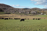 1 Overlooking cows and hamlet