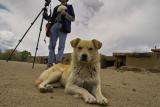 Taos Pueblo: Dog Watch