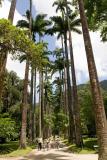 CRW_palm_tree.jpg
