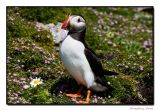 Yes you will see Puffins on Skellig Michael