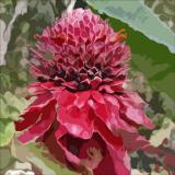 Red Torch Ginger 1
