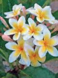 Yellow Frangipani