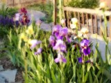 Irises And Park Bench 1