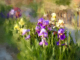 Irises And Park Bench 2