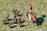 Mrs Egyptian Goose with her 10 goslings