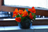 Welcoming flowers in the bathroom