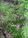 ...down through a mossy watercourse....