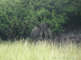Masintle was in the distance but the long grass hid the baby!