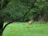 We drove back and surprised an impala grazing in the grove