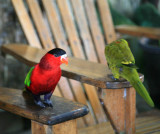 Purple Bellied Lory