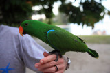 Male Grand Eclectus Parrot