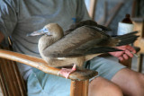 Booby Bird