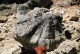 Ash Rock