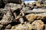 Japanese Dock Remains