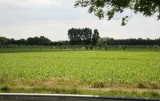 Dutch Countryside