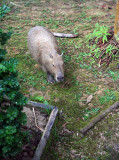 Capybara Rodent