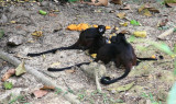 Tamarin Monkeys