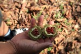 Achiote Fruit