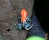 Poison Arrow Frog