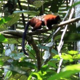 Tamarind Monkey
