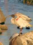 8410-ibis