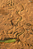 0402- tracks in the sand