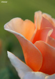 0415- rose at kulcurna
