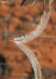 0489- feather