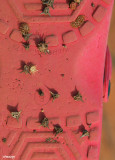 0490- prickles - 3 corner jacks etc