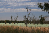 0647- lake and old trees