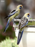 0582- yellow rosellas