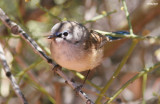 0708- variegated fairy wren young